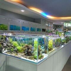 空間を彩る熱帯魚、熱帯海水魚置いてみませんか？