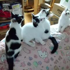 生後２か月の子猫・４兄弟妹（１匹でも可）★トイレOKです