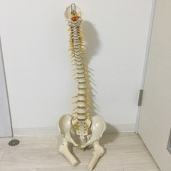 人体模型 骨格標本模型 脊椎 背骨 