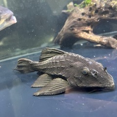 【値下げしました】熱帯魚アーマードプレコ±15cm ロリカリア、ナマズ