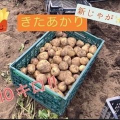 23新ジャガ　無農薬野菜