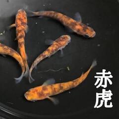 【ネット決済・配送可】赤虎 メダカ有精卵 20個＋保障5個