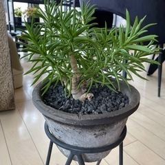 【決まりました】観葉植物 ペペロミア フェレイラエ