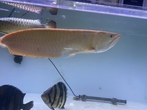 アルビノシルバーアロワナ　60-65cm