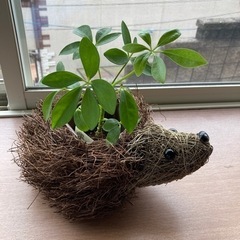 観葉植物入れ