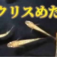 レクリスめだかの稚魚