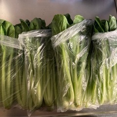 小松菜🥬　朝採り野菜　一袋