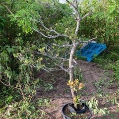 沖縄県の黒木 その他の中古が安い！激安で譲ります・無料であげます