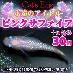 【Cat's Eye】ピンクサファイア 有精卵 30個 😻今年流...