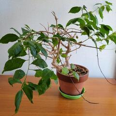 観葉植物達　鉢植え