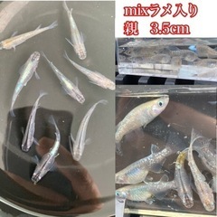 ミックスラメメダカの子供