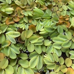 サンショウモ　産床藻　30株以上　