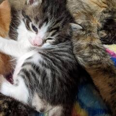 生後約2か月の仔猫ちゃん達 − 茨城県