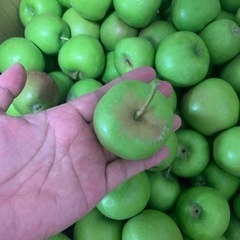 生食不可　加工用　摘果りんご(4～6センチ程度)10kg以上