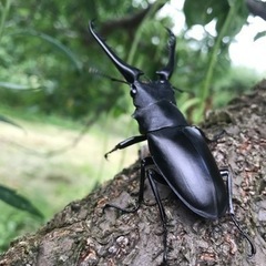 クワガタ色々、水草、ヤマトヌマエビ