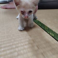 生後2ヶ月の薄茶トラ仔猫