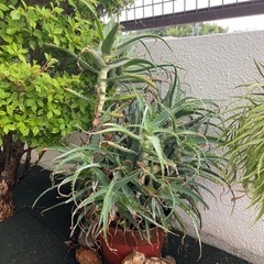 アロエ鉢植え　あげます