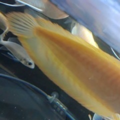 バナナシルバーアロワナ バナナシルバーアロワナ