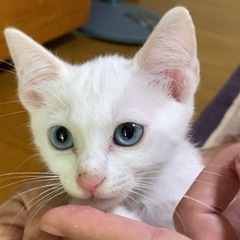 白猫ブルーアイ　メス　3ヶ月