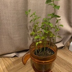 【ネット決済】観葉植物：ミント苗&植木鉢