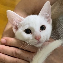 トライアル中　白猫　メス　4ヶ月 - 熊本市