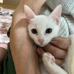 トライアル中　白猫　メス　4ヶ月 − 熊本県