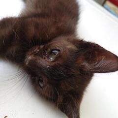 【決定】【急募】推定0才1ヶ月〜1ヶ月半の黒猫のオス