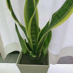 オンライン直販店 - サンスベリア 観葉植物 大量まとめてお譲りします