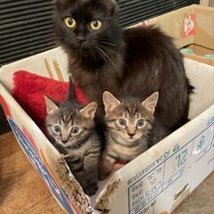 野良ちゃんが三匹の子猫を産みました！
