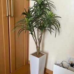 光触媒 人工観葉植物 ユッカ 104cm