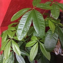 観葉植物　植木　パキラ 160cm