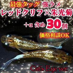 【Cat's Eye】レッドクリフ×朱光菊 有精卵 30個