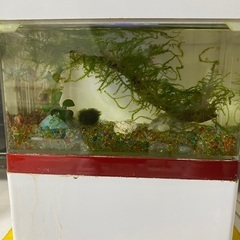 超小型水槽　熱帯魚