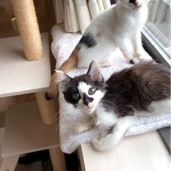 【終の住処決まりました🙇‍♀️】フワフワ中毛の黒白くん、甘えん坊です❤️ 2ヶ月 - 猫