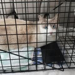 シャム猫　オス　耳カット去勢済み　里親さん決まりました