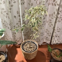 観葉植物 ベンジャミン スターライト 鉢の直径20センチ