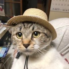 保護猫4歳雌 − 埼玉県