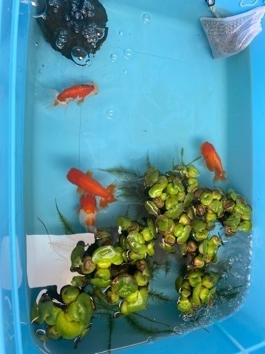 屋外飼育してる金魚(飼育用品一式) 【在庫残りわずか】 www.initec.cl