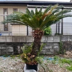 蘇轍　ソテツ　ガーデニング　ハワイアン　リゾート　園芸 蘇轍 ソテツ ガーデニング ハワイアン リゾート 園芸