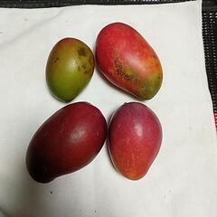 ジュース🍹ジャム・お漬け物用🉐摘果マンゴー１キロ