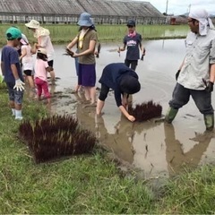 【つつみ健康農園古代米田（手）植え体験会】 【＆うまかもんBBQ...