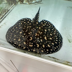 ダイヤモンドポルカ 品川血統 マッスル血統 5匹