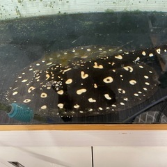 ダイヤモンドポルカ 品川血統 マッスル血統 5匹