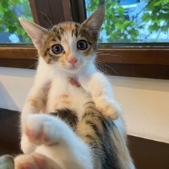 人なっつこくて、甘えん坊生後2ヶ月子猫ちゃん