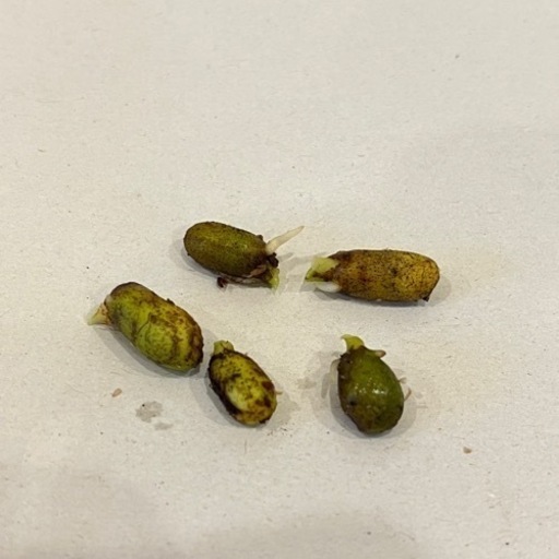 アグラオネマピクタムトリカラー  種 10粒　発芽済み　観葉植物