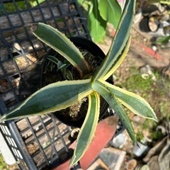 アメリカーナ　アガベ　観葉植物　agave