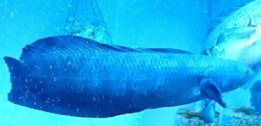 メラノプテルス引取り限定！　40 ｃｍ スネークヘッド大型魚・アロワナ等のお友にされて映える混泳水槽に！