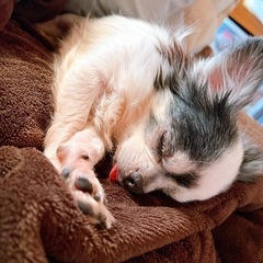 人懐っこいチワワの男の子　里親さん募集☺︎