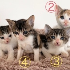 生後1ヶ月くらいの仔猫　オス2、メス2  黒白キジ　三毛　三毛キジ