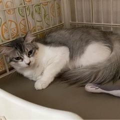 推定1〜2歳😸モフモフ長毛グレー白の女の子　ゆりちゃん - 猫